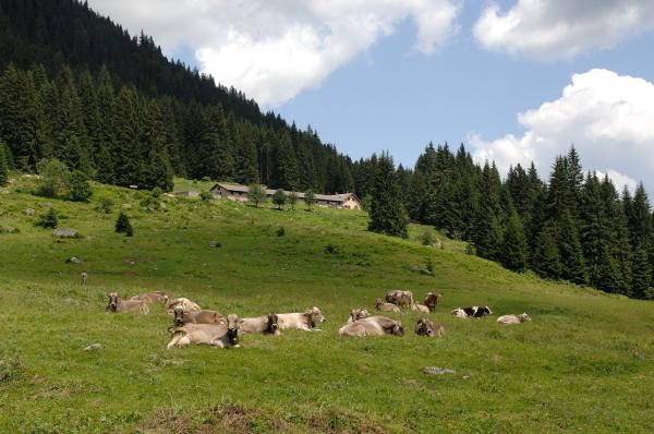 Copia di Malga Arno